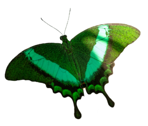 Green realistic Butterfly PNG