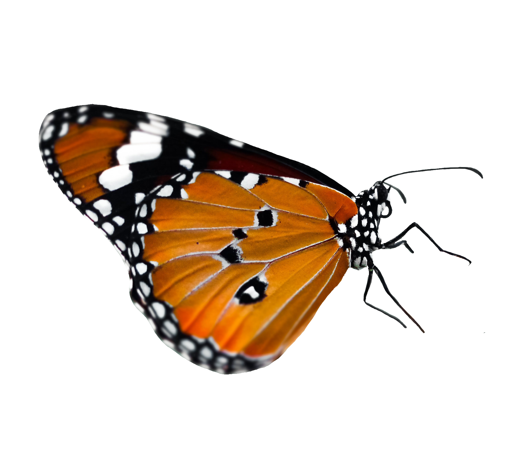 butterfly-113