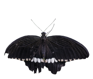 black Realistic Butterfly PNG