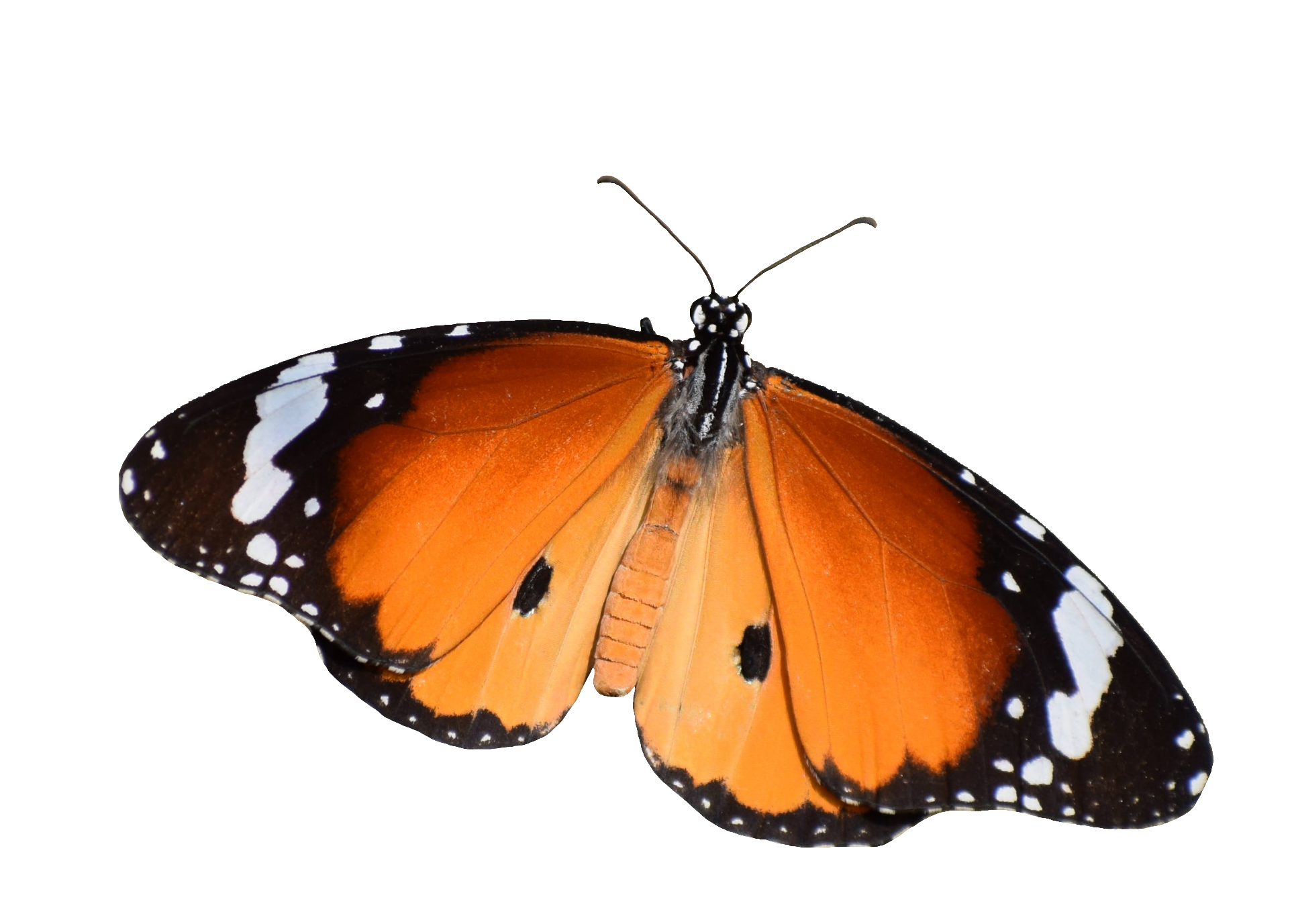 butterfly-115
