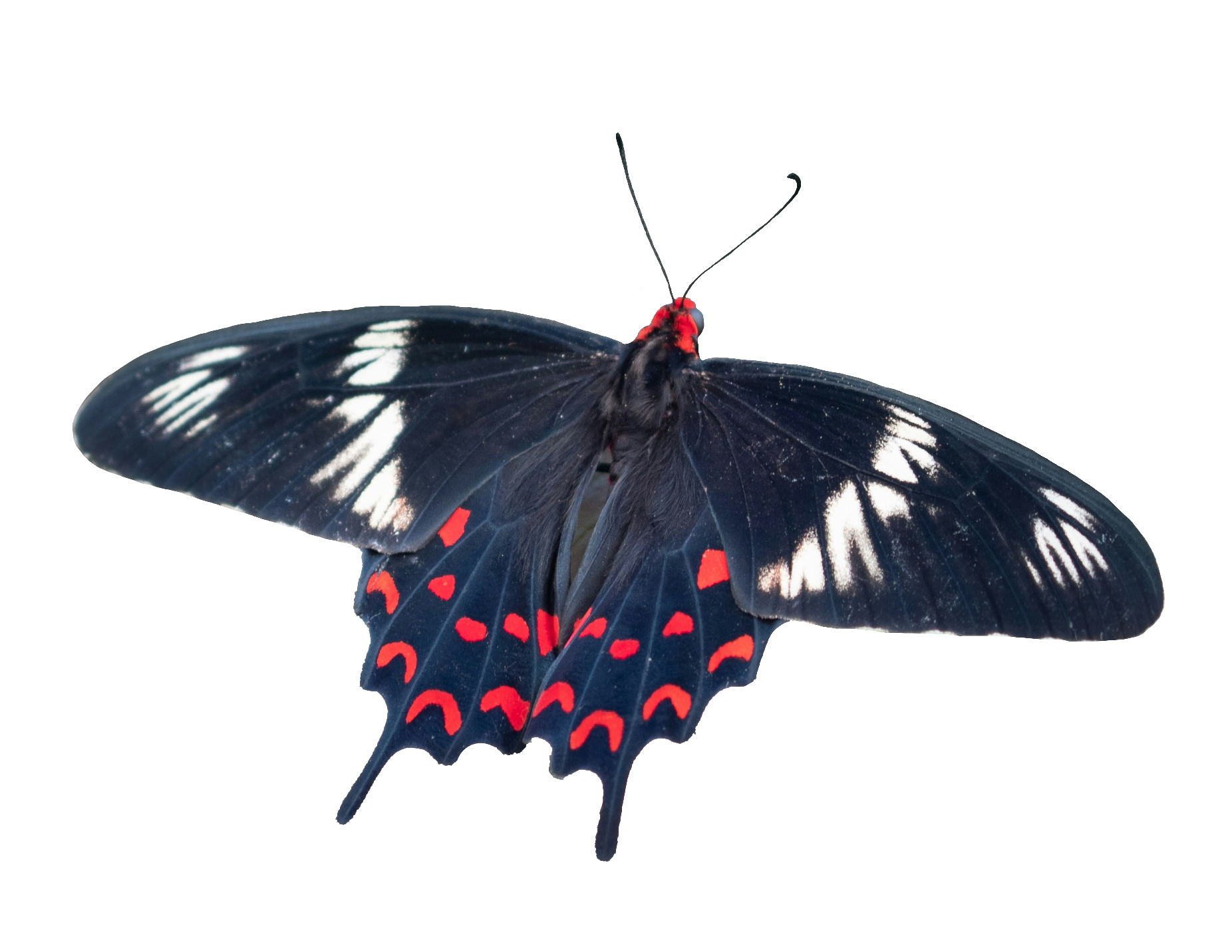 butterfly-116