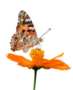 Butterfly on Flower HD PNG