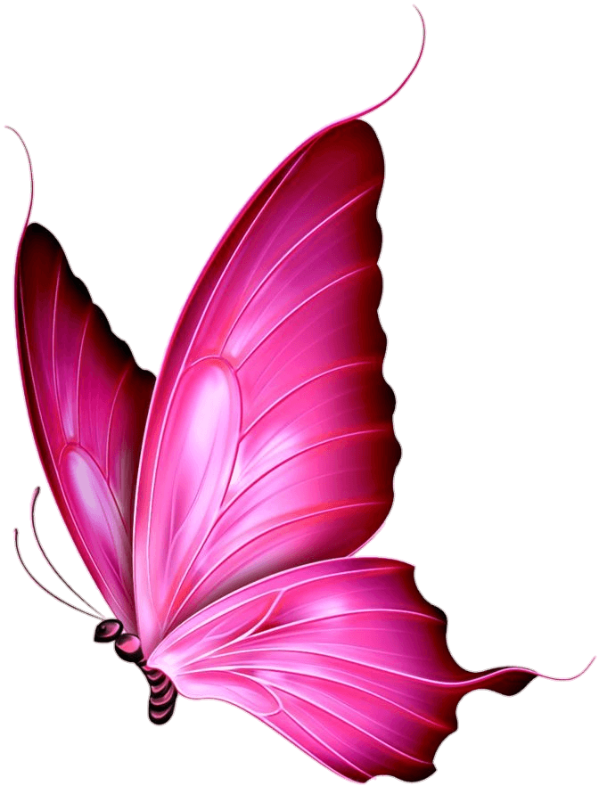 Pink Butterfly Png Vector 