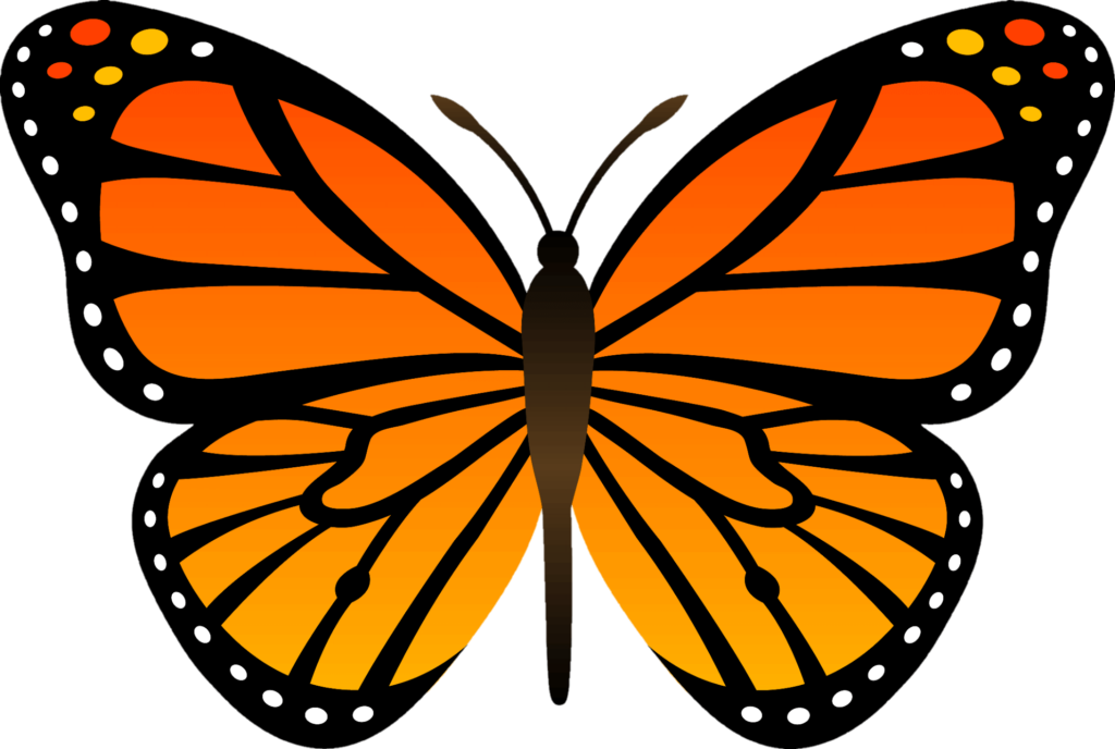 vector Butterfly Png