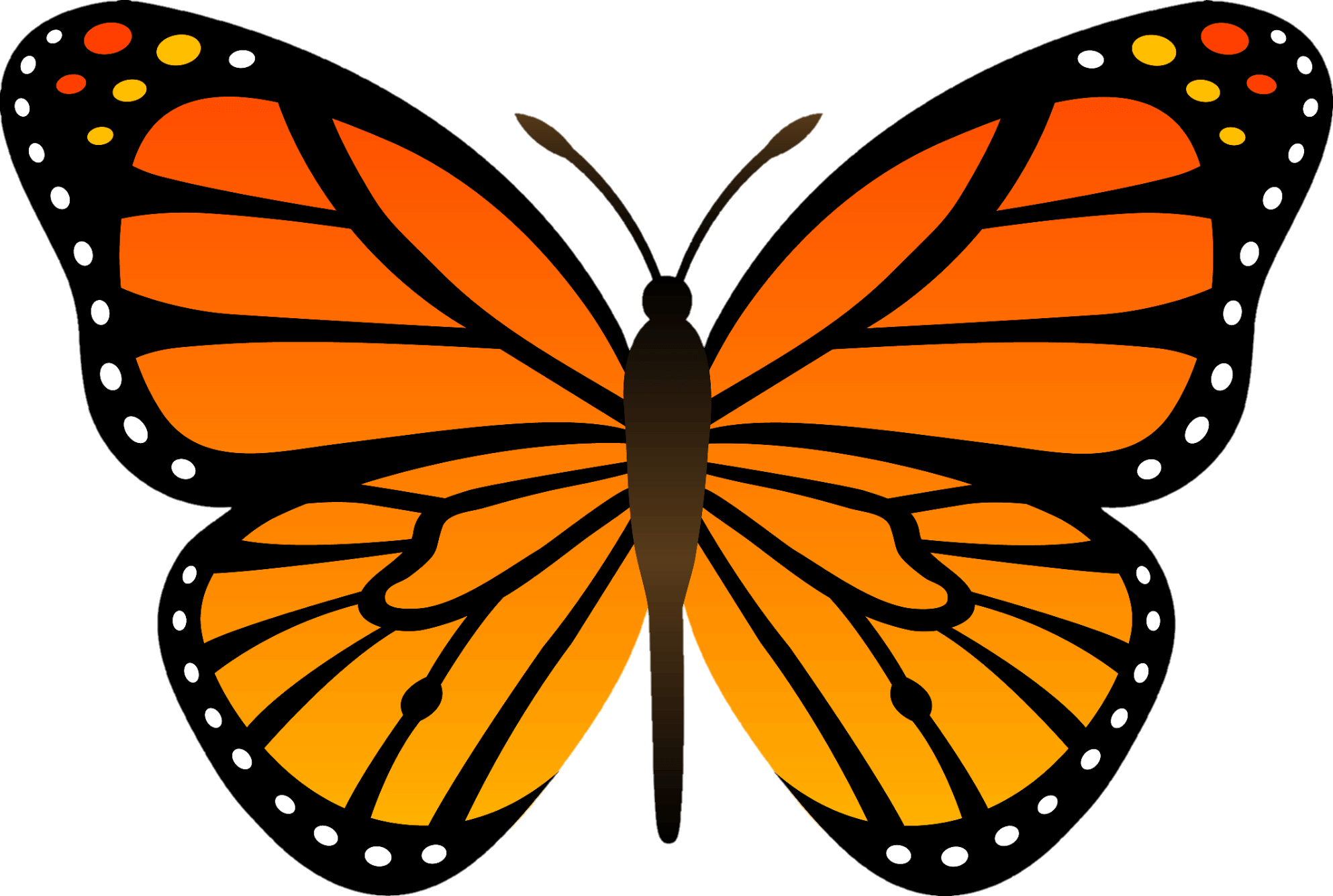 butterfly-27