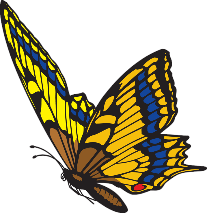 Color Butterfly Png