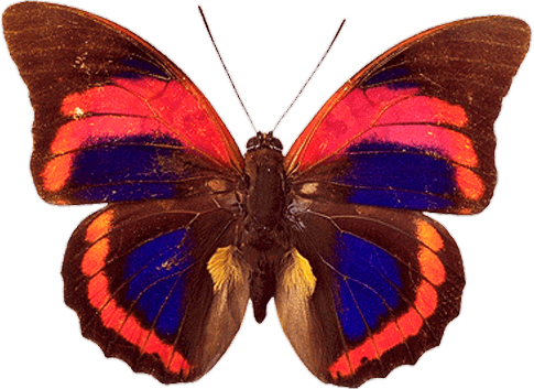 Real Butterfly Png
