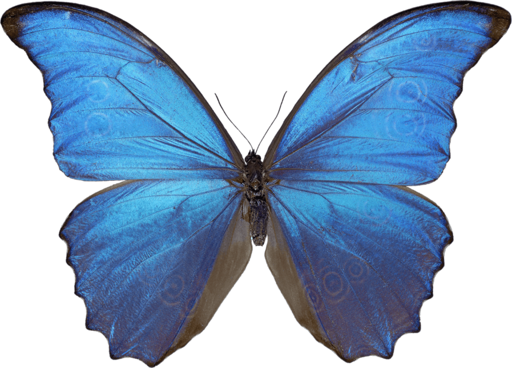 Blue Butterfly Png