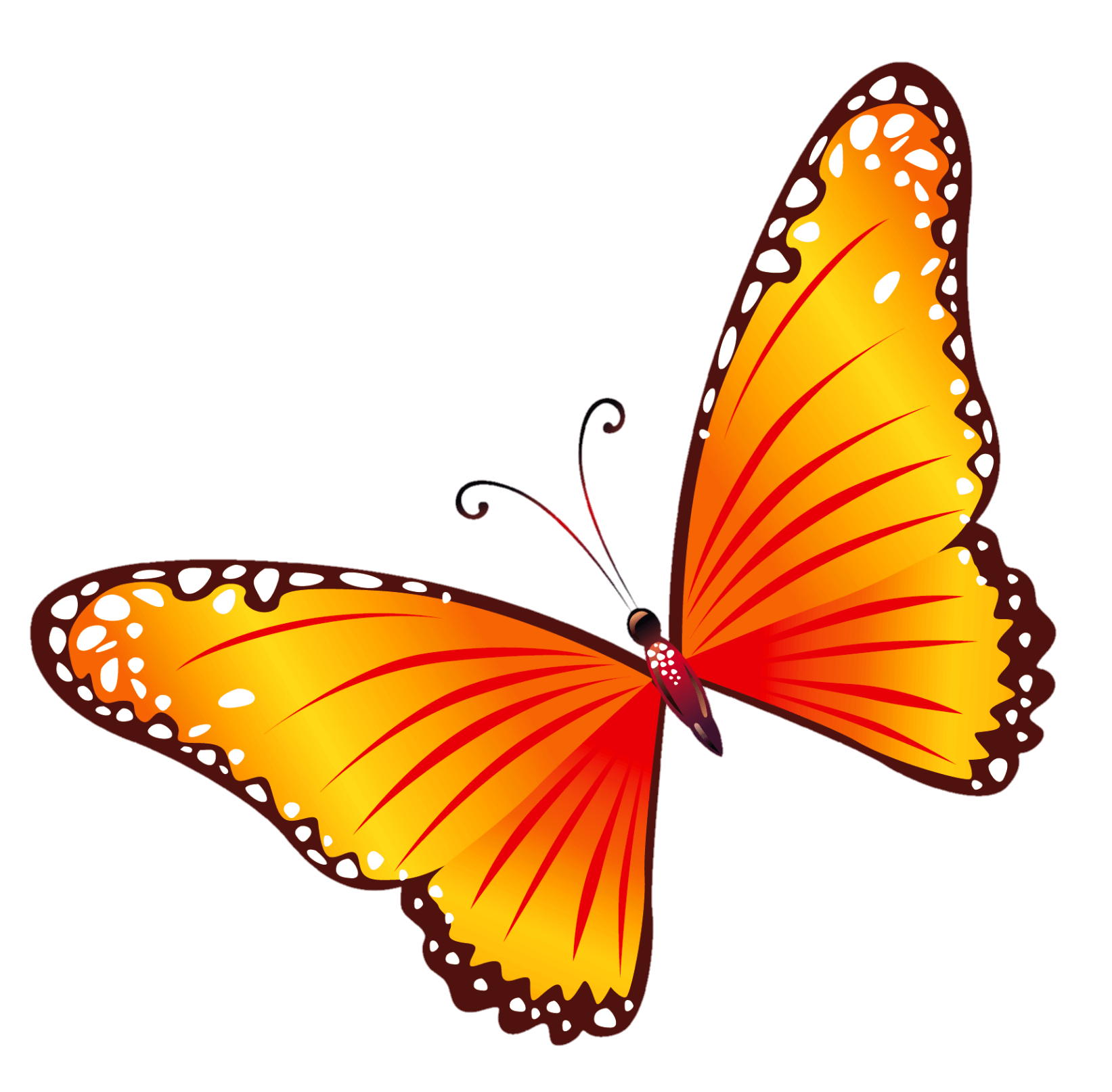 butterfly-34