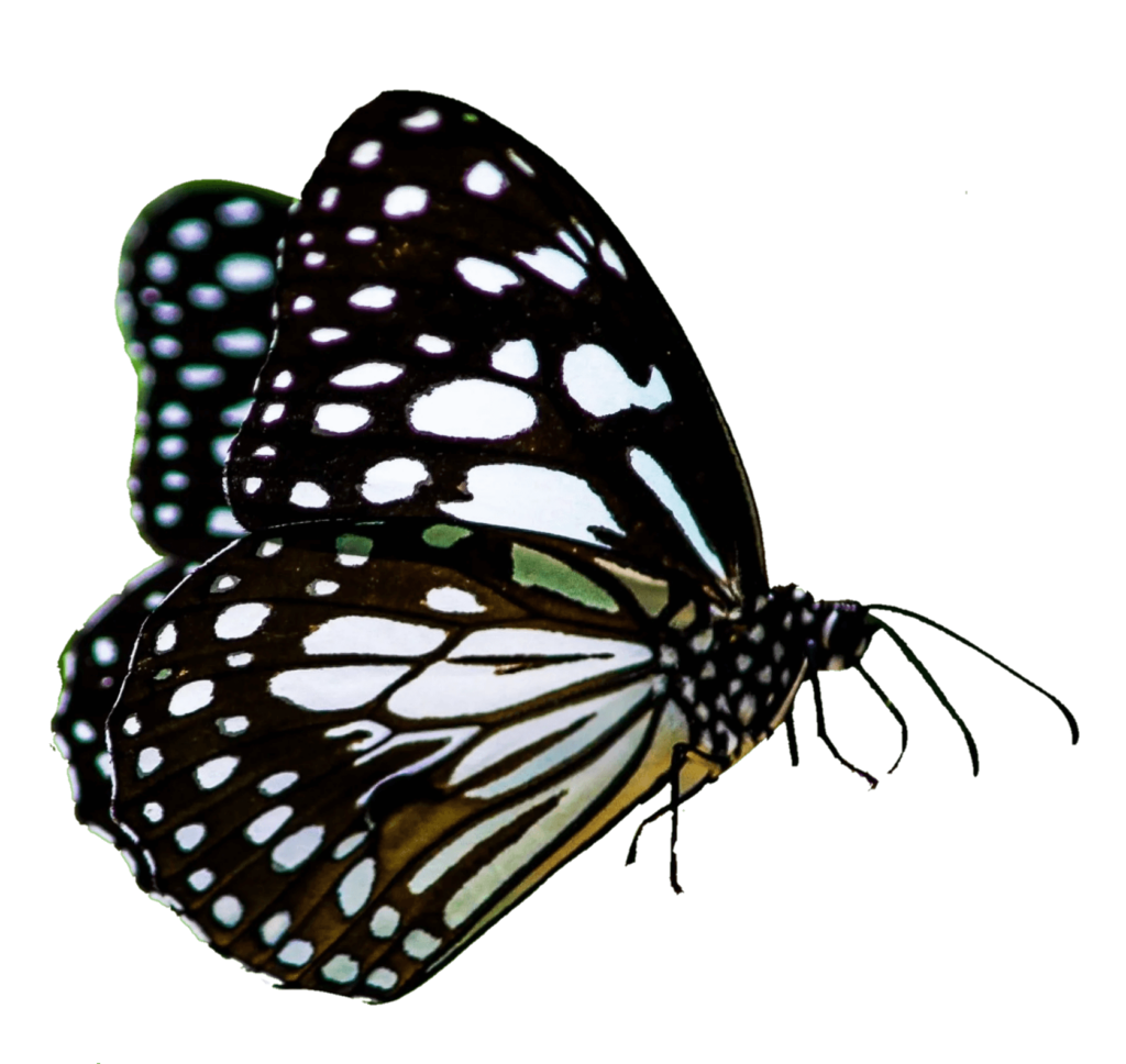 Black and White Butterfly Png