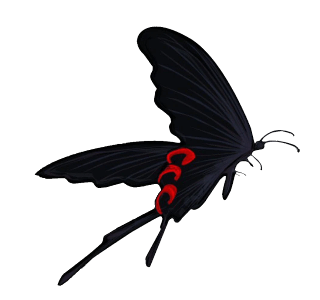 butterfly-36