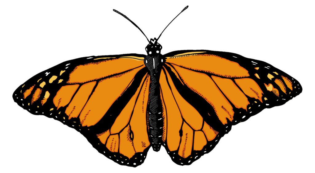 Orange Butterfly Png