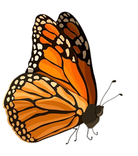 Orange Butterfly Png Vector 