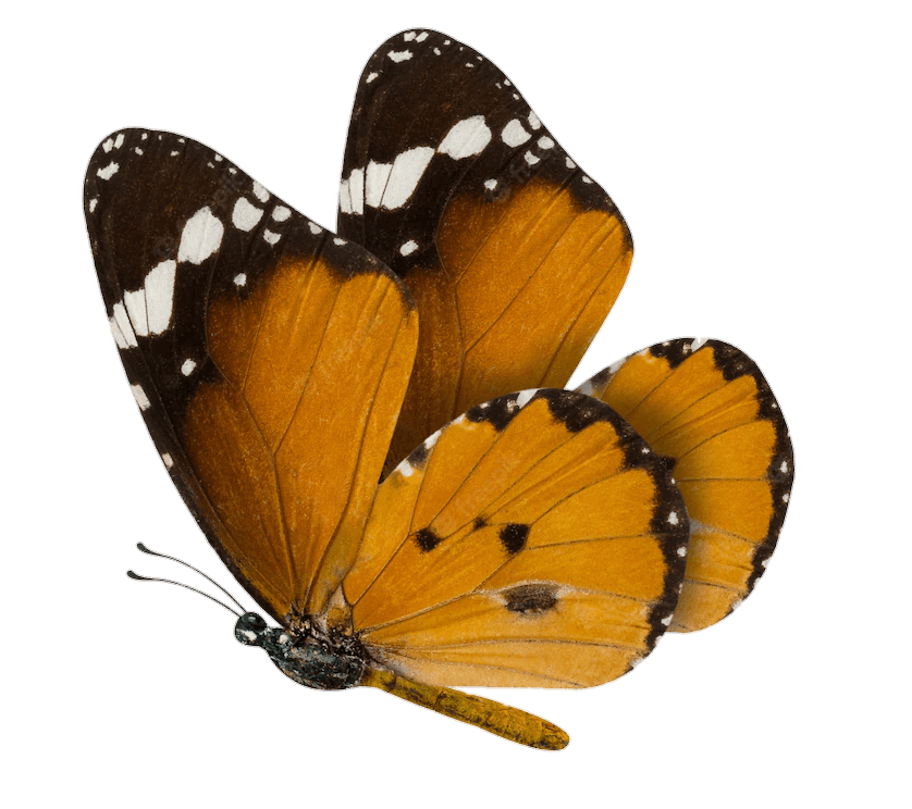 real Butterfly Png