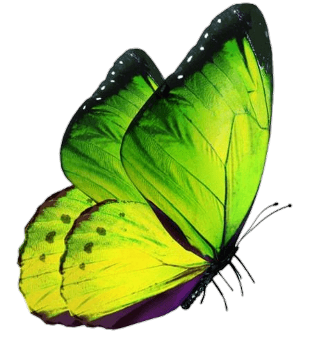 Green Butterfly Png