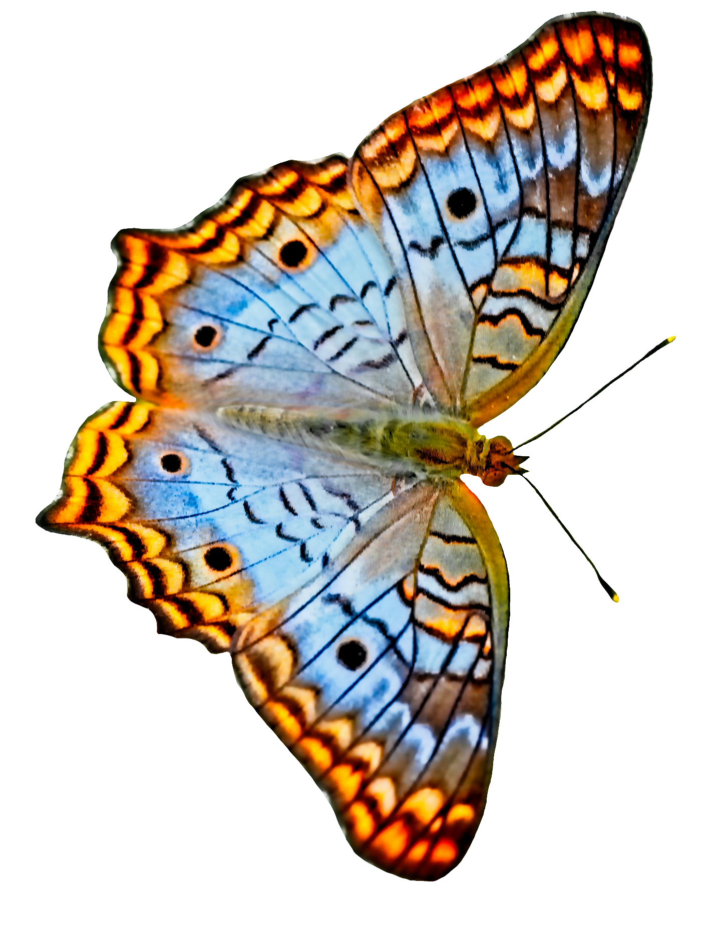 butterfly-96