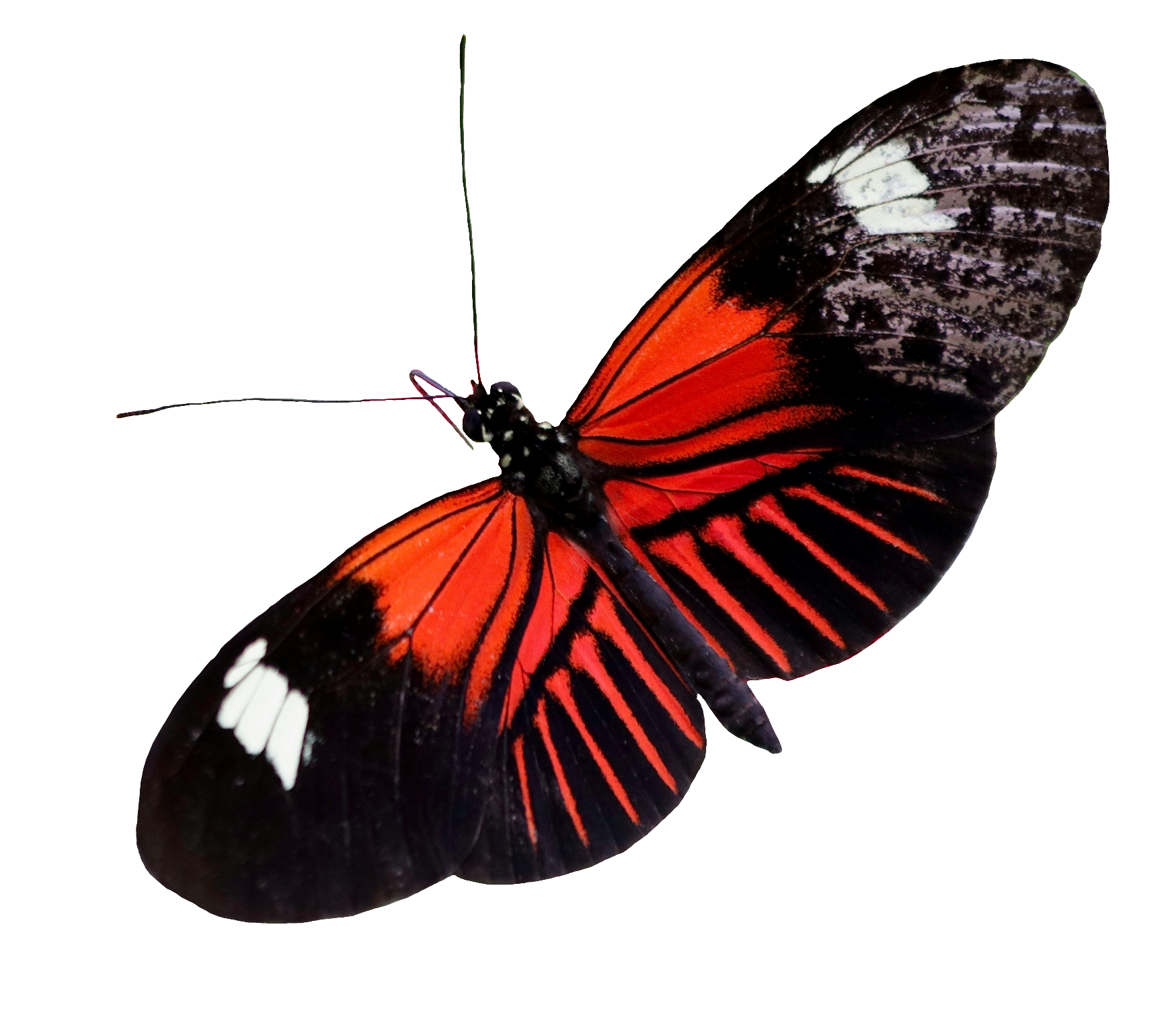 butterfly-98