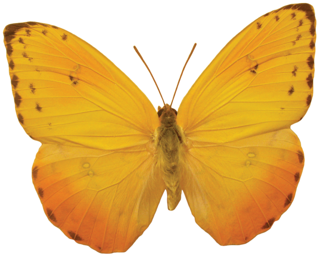 Real Yellow Butterfly Png