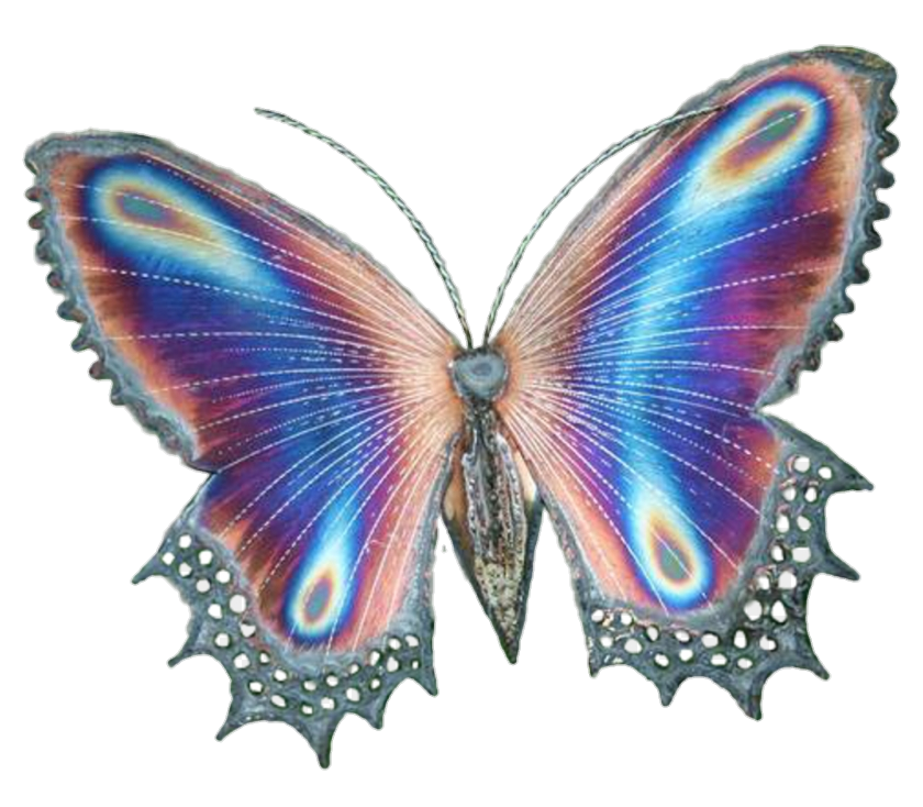 Butterfly Png Image