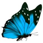 Butterfly Png Transparent Image