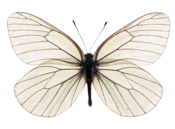 Real Butterfly Png