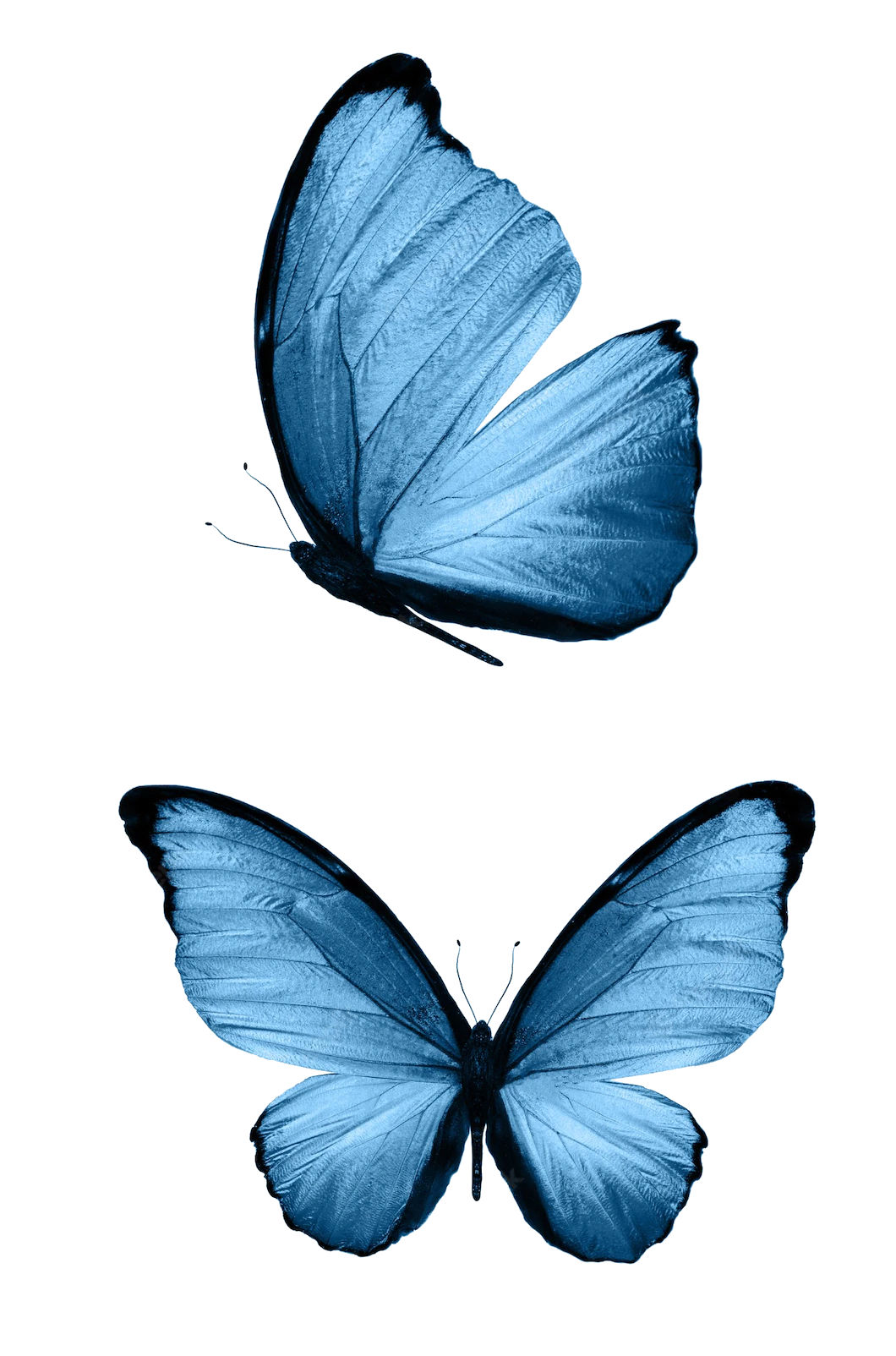 butterfly-png-image-pngfre-73