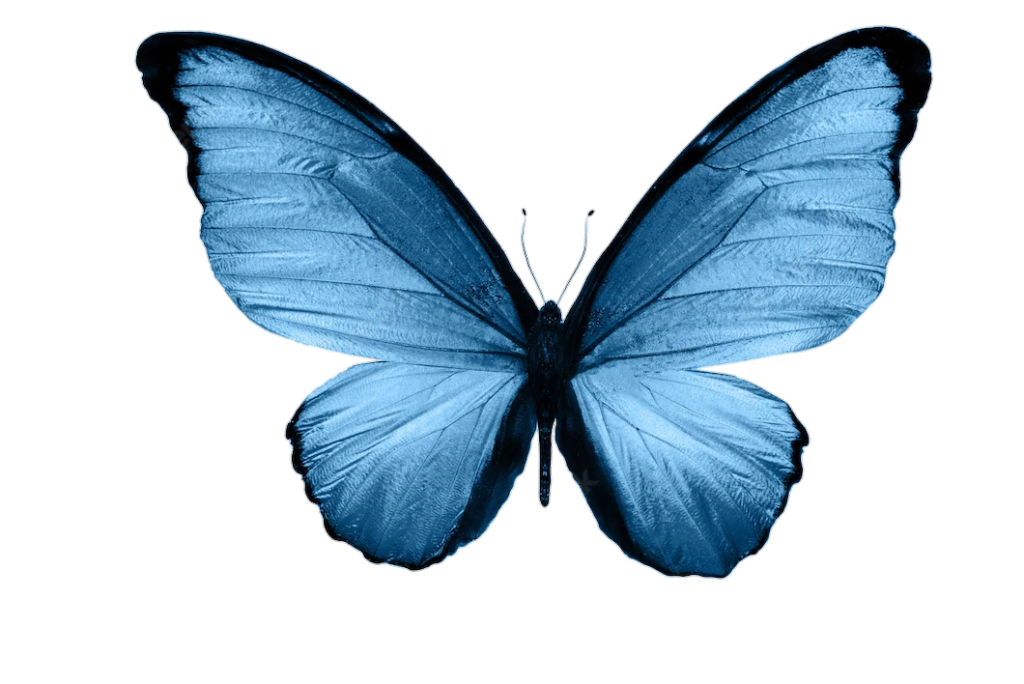 Transparent Blue Butterfly PNG