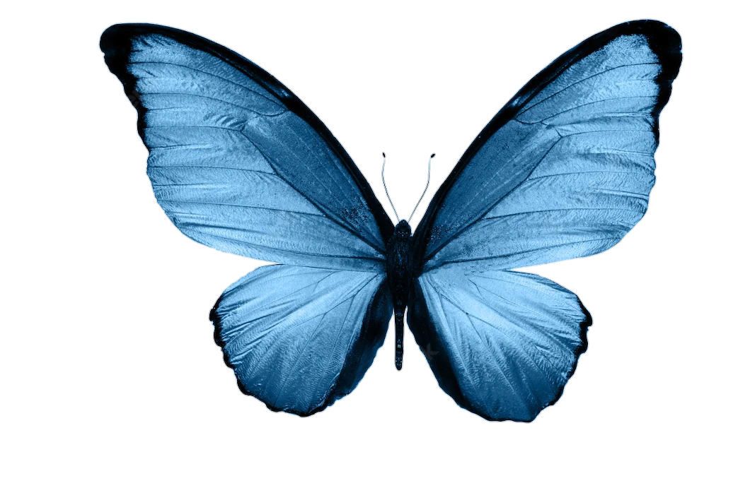 butterfly-png-image-pngfre-75