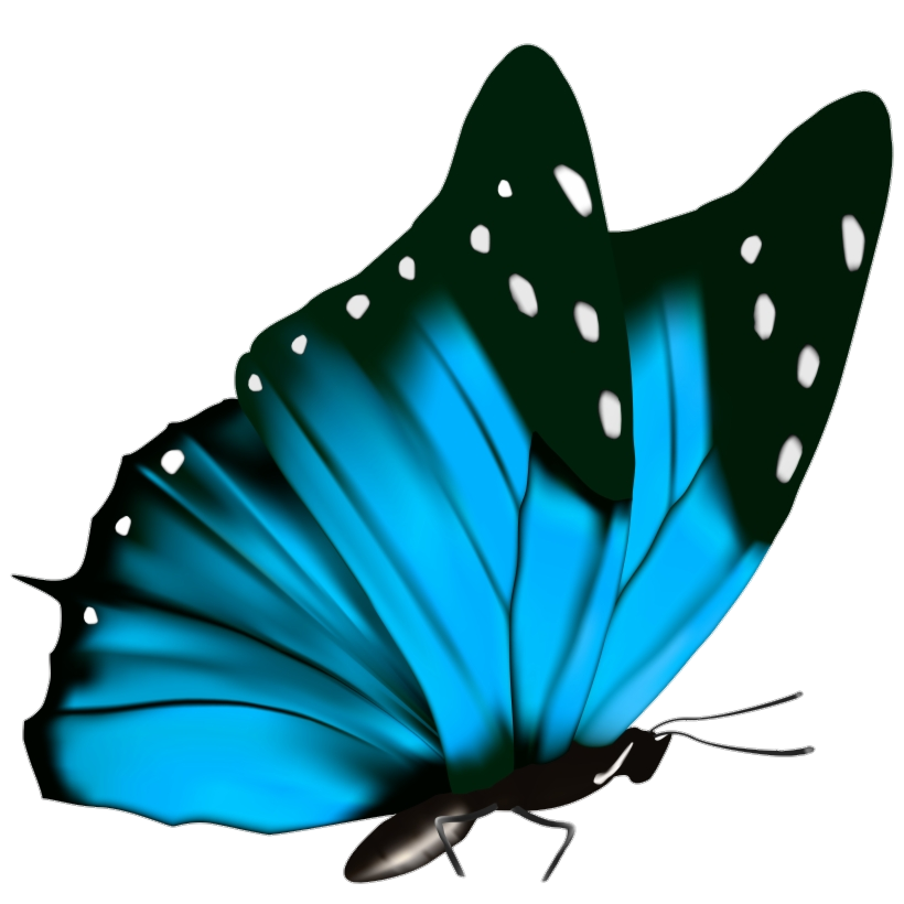 Butterfly PNG Vector