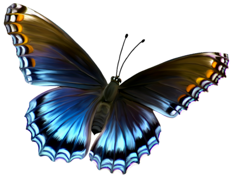 Hd Butterfly PNG Clipart