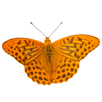 Realistic Butterfly PNG Image