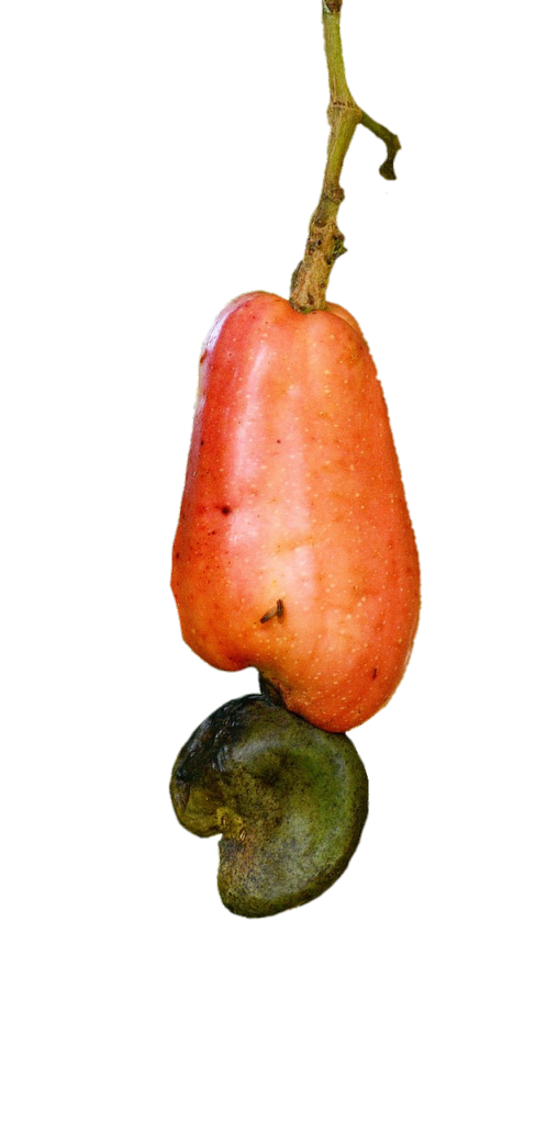 Cashew Fruit PNG