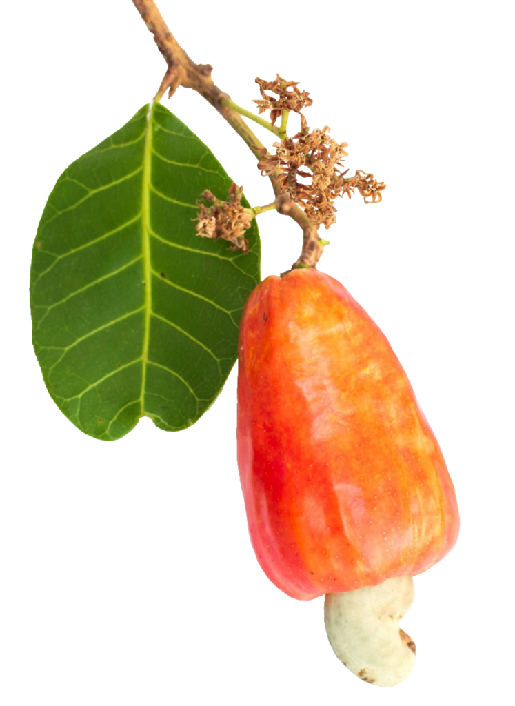 Cashew Fruit PNG
