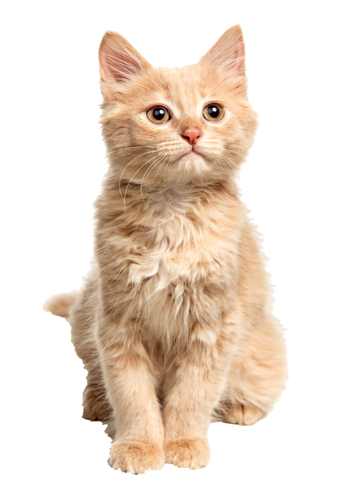 Cat PNG Images Free Download   Pngfre