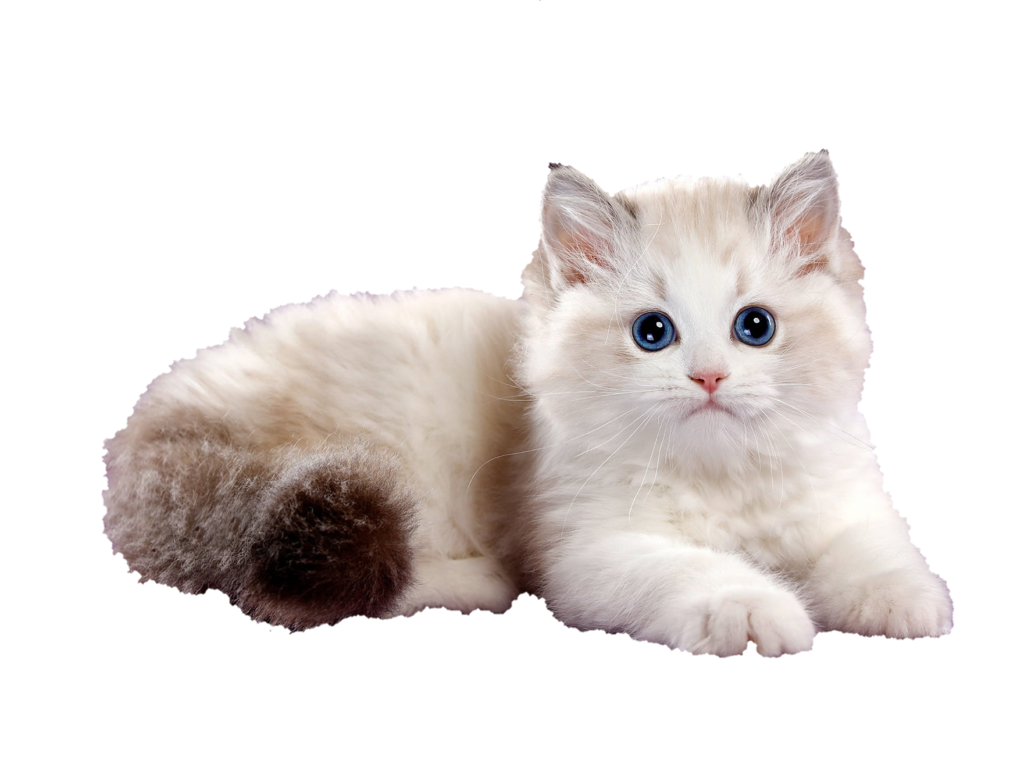 CAT.NO.220 Electric Door Strike - AC Voltage Door Release Mechanism