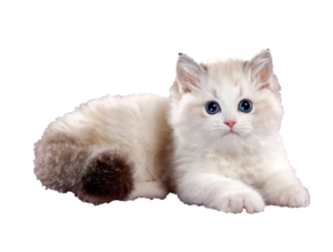 Kitten Cat Png