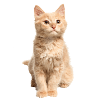Cat Png Image