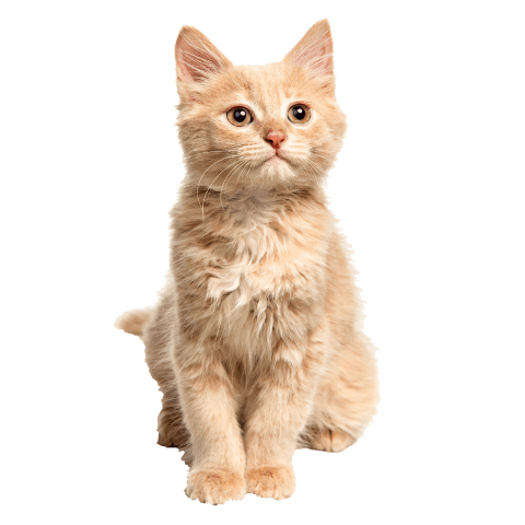Cat PNG Transparent Images Free Download - Pngfre