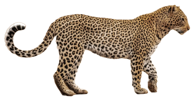 Cheetah Walking PNG