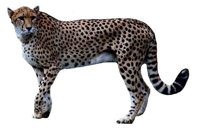cheetah102