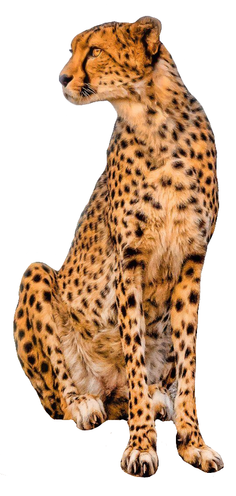 cheetah103