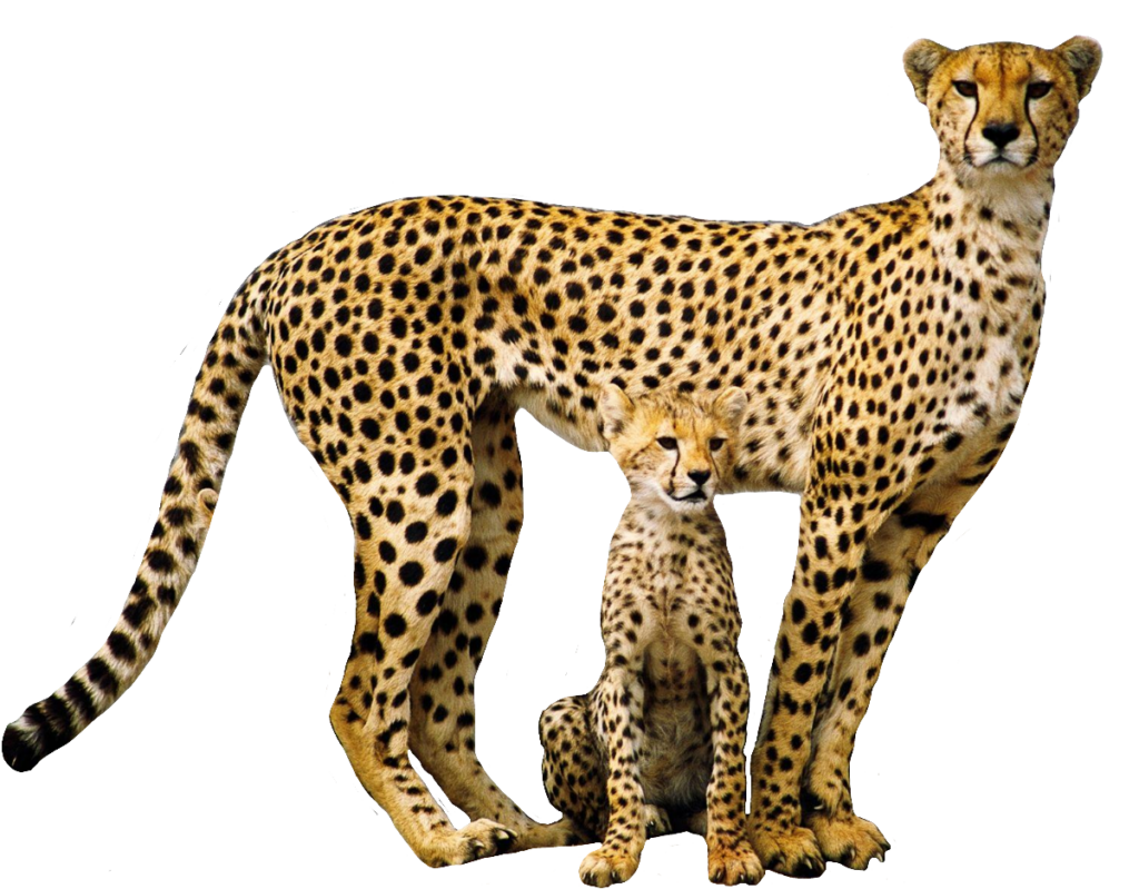 Cheetah Mother and Baby PNG