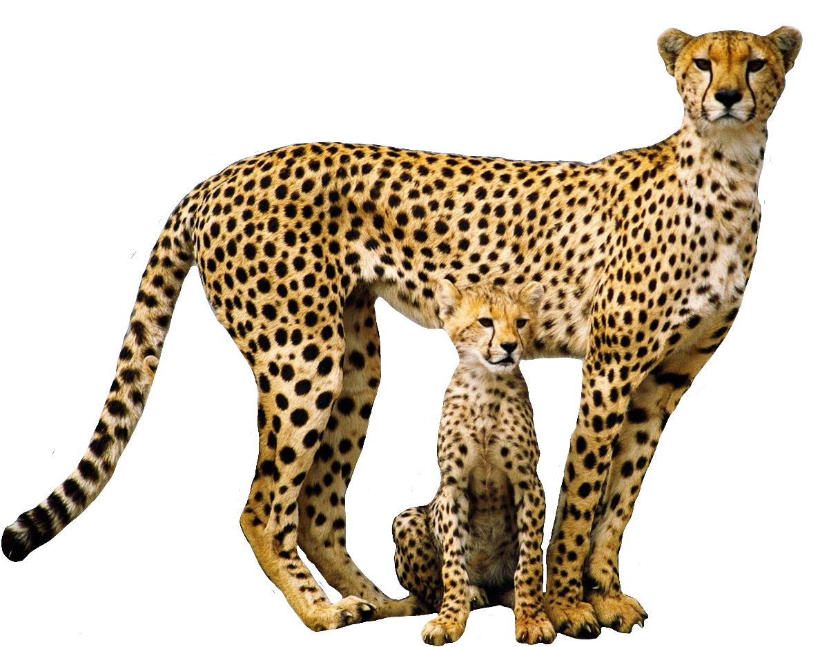 cheetah104