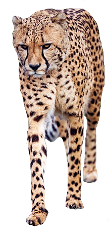 Walking Cheetah PNG