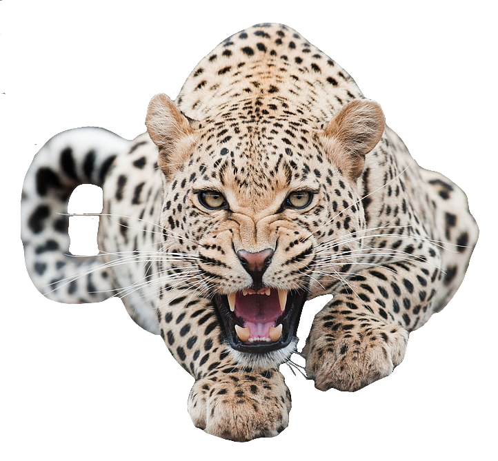 Angry Cheetah PNG