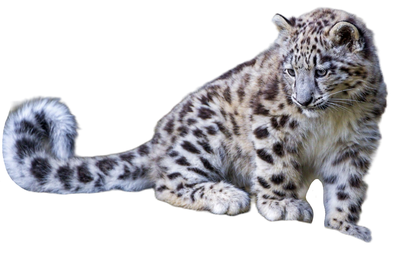 cheetah109