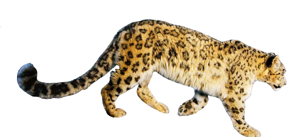 Transparent Cheetah PNG