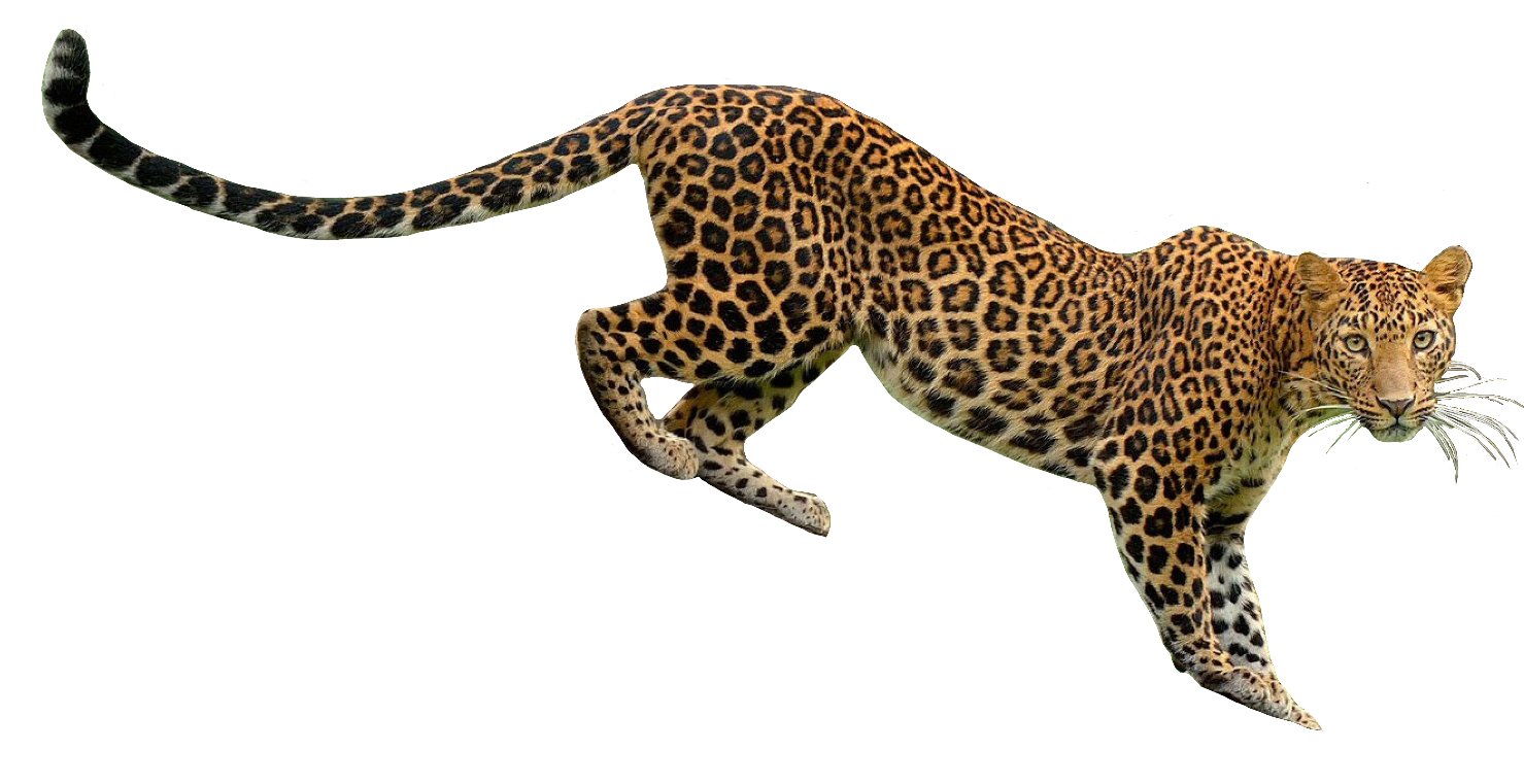 cheetah111