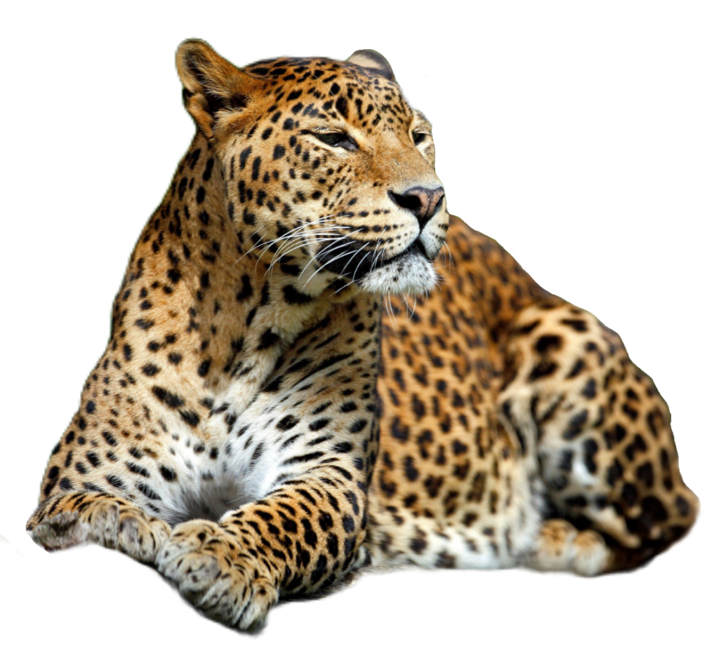 Transparent Cheetah PNG