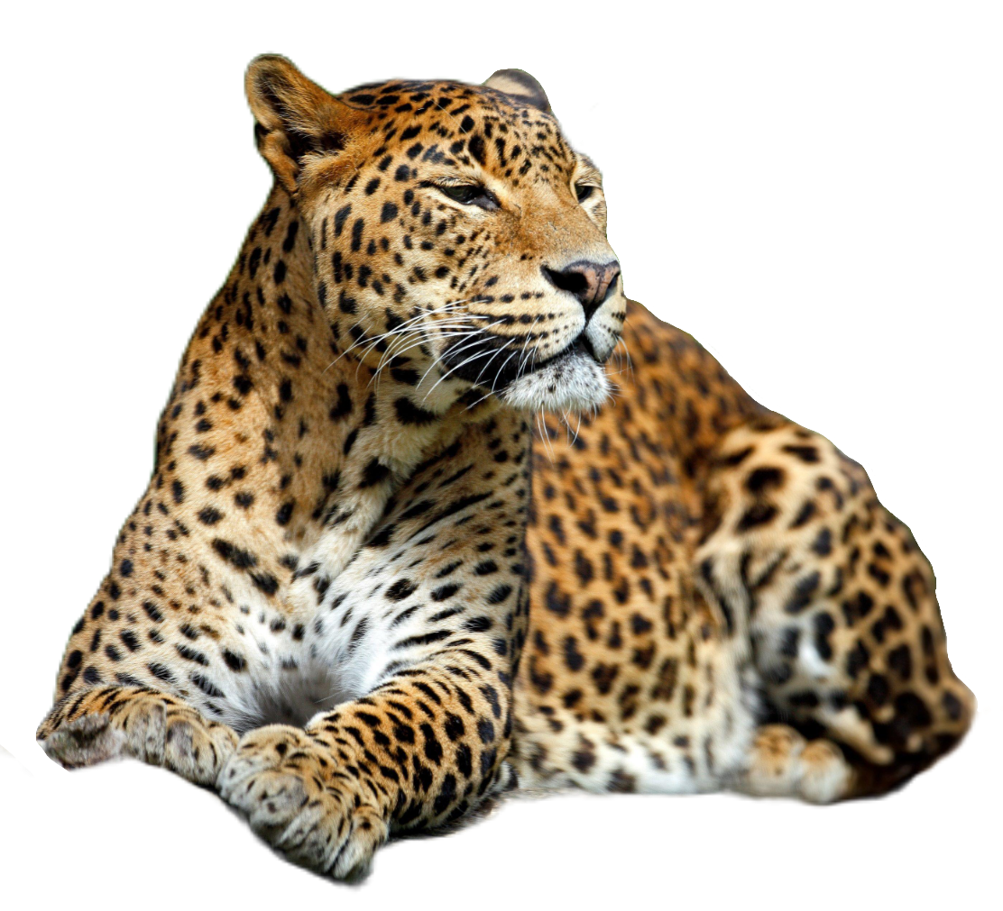 cheetah112